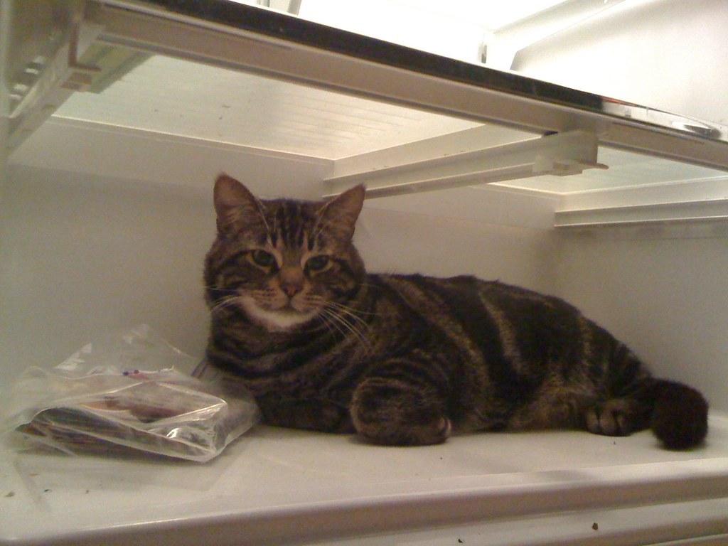 Mon chat se couche dans le frigo Charles de MilleIsles