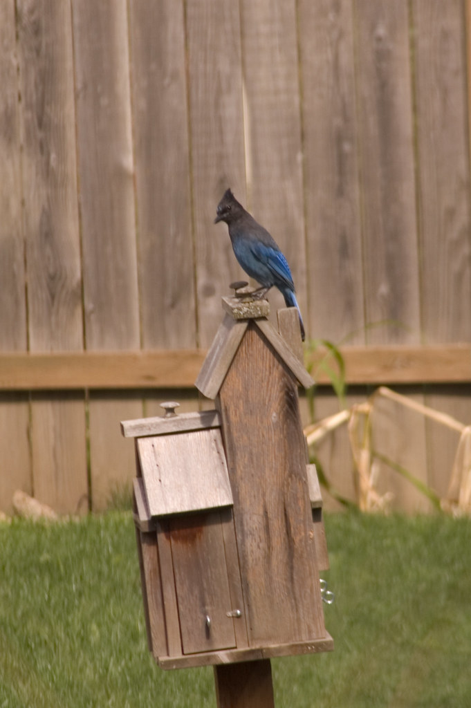 DSC_2723.jpg A Steller's Jay on our neighbor's bird house.… Mike