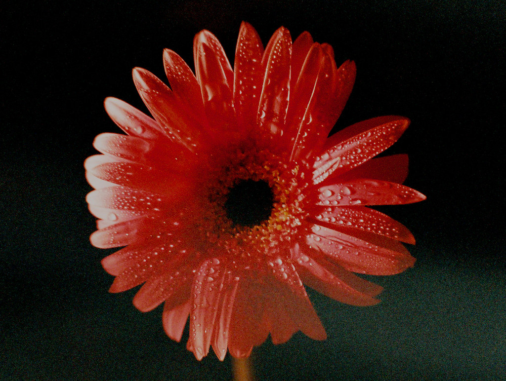 Gerber Daisy 'Gerber Daisy' On Black Lord Viscount Gerlach Von