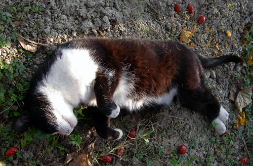 Almost dead [it] la gatta di Alda si finge morta. Foto sca… Flickr