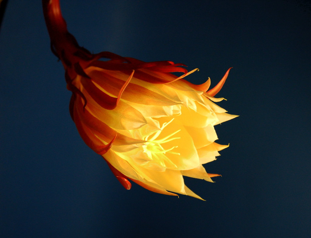 Yellow Flower at Night This Epiphyllums flower only opens … Flickr