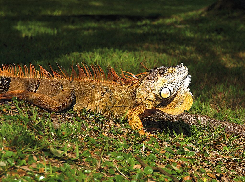 4ft Iguana in our lake... We've got iguanas all over our S… Flickr