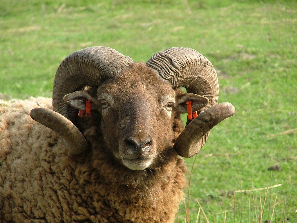Borris Borris Castlemilk Moorit Tup. Castlemilk Moorit s… Flickr