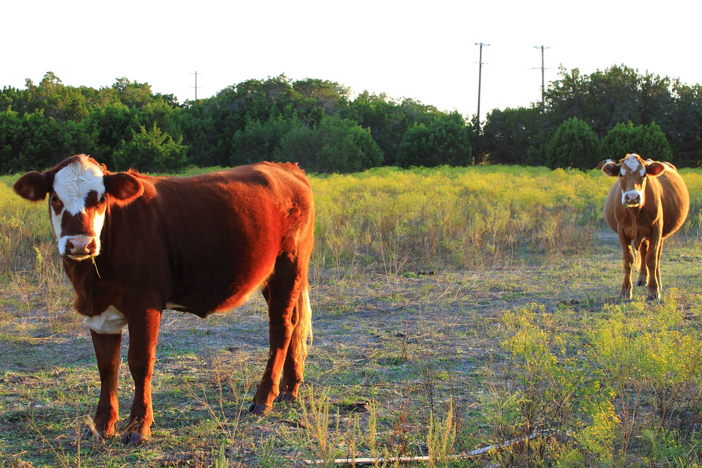 Cows in Sunlight Elaykins Flickr
