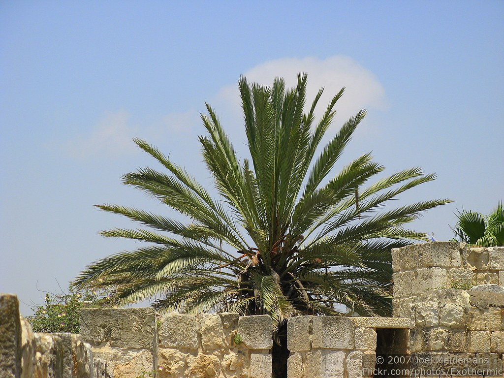 Israel 20070611 IMG_2117 A palm tree seen from the wall … Flickr