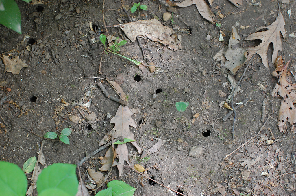 cicada_holes Holes where the cicadas emerged after 16 year… Flickr
