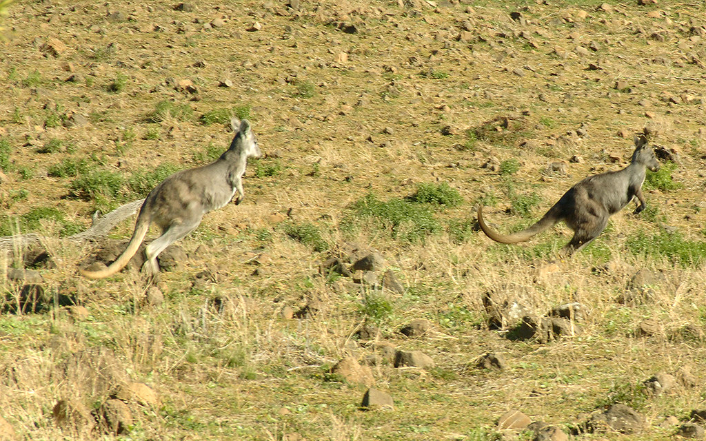 Wallaroos_DX24226em Wallaroo couple decide to head west… Flickr