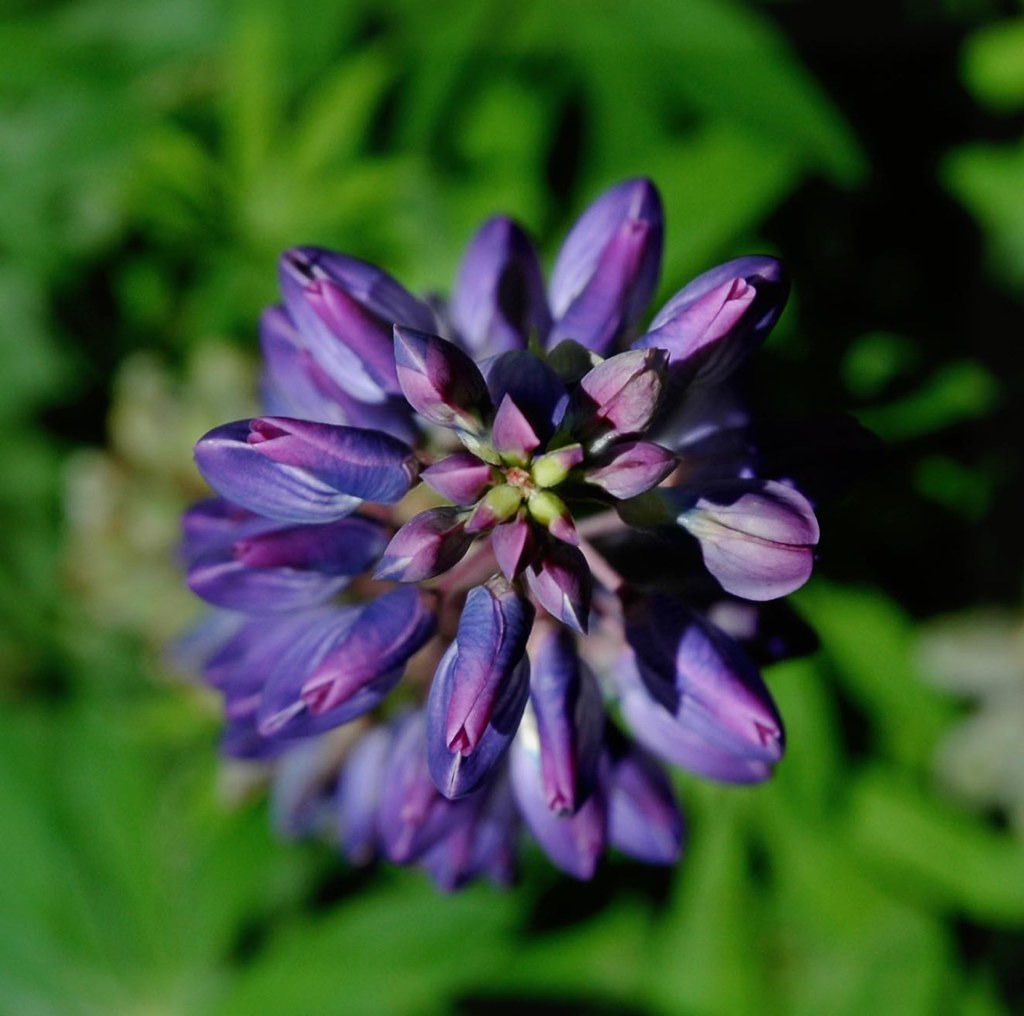 Flower Jasper Flickr