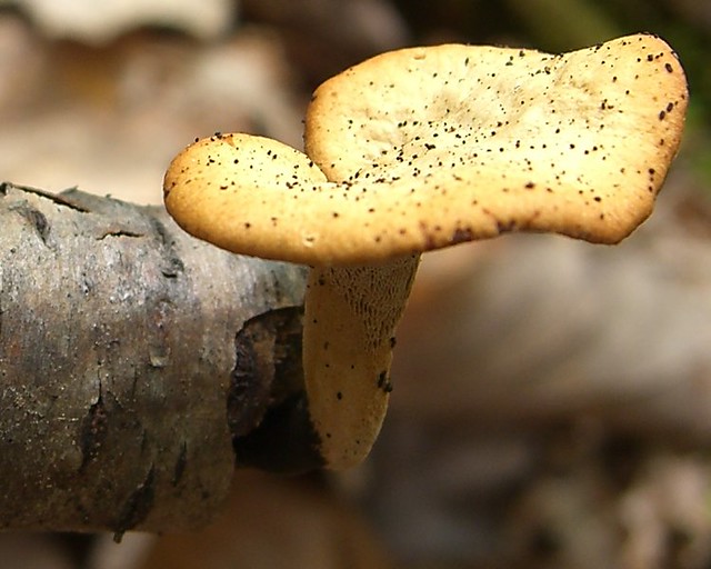 Black Foot Polypore Scientific Name Polyporus badius (S