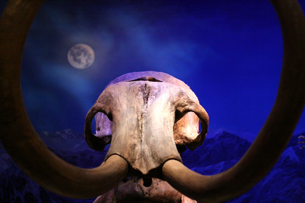 mammoth A complete Mammoth skeleton from the Royal Tyrell … Flickr