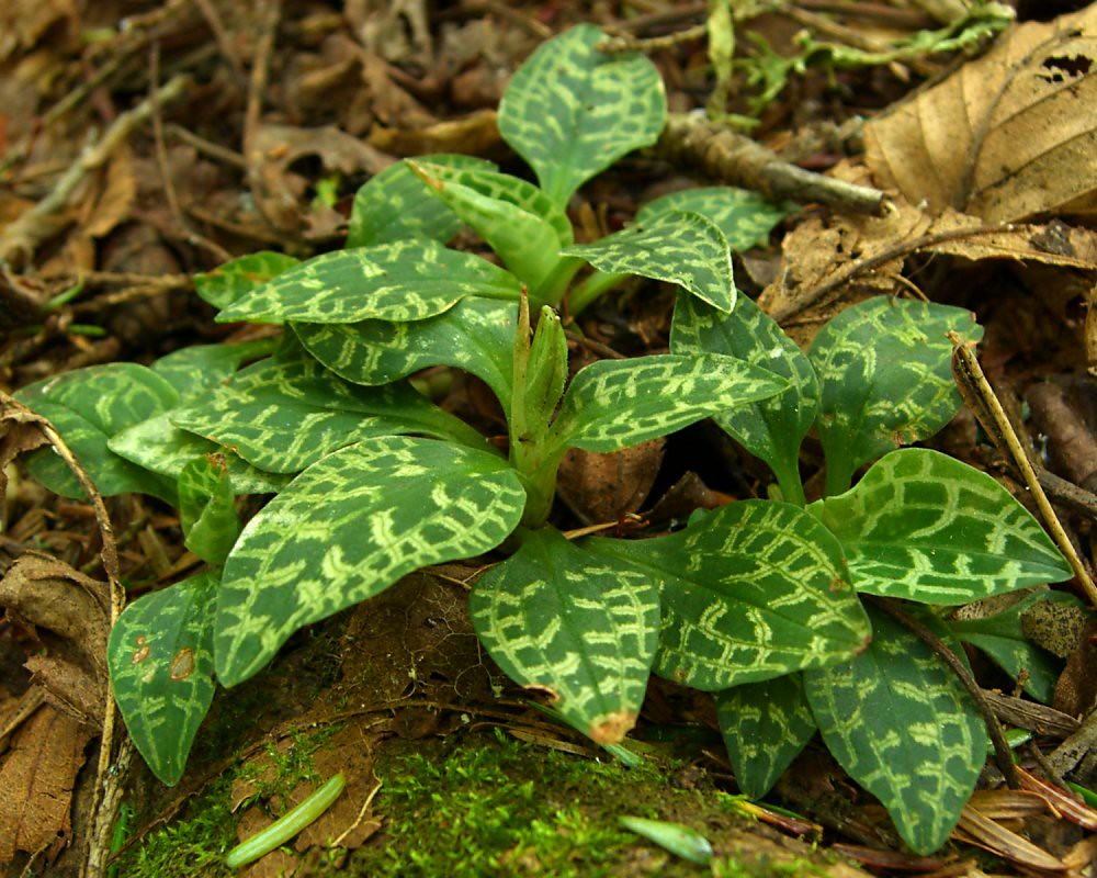 Lesser Rattlesnake Plantain Scientific Name Goodyera repe… Flickr