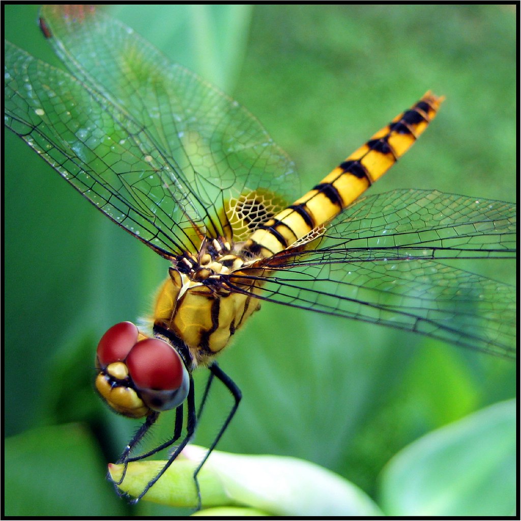 Dragonfly II (20,000+ views!) Dragonflies typically eat mo… Flickr