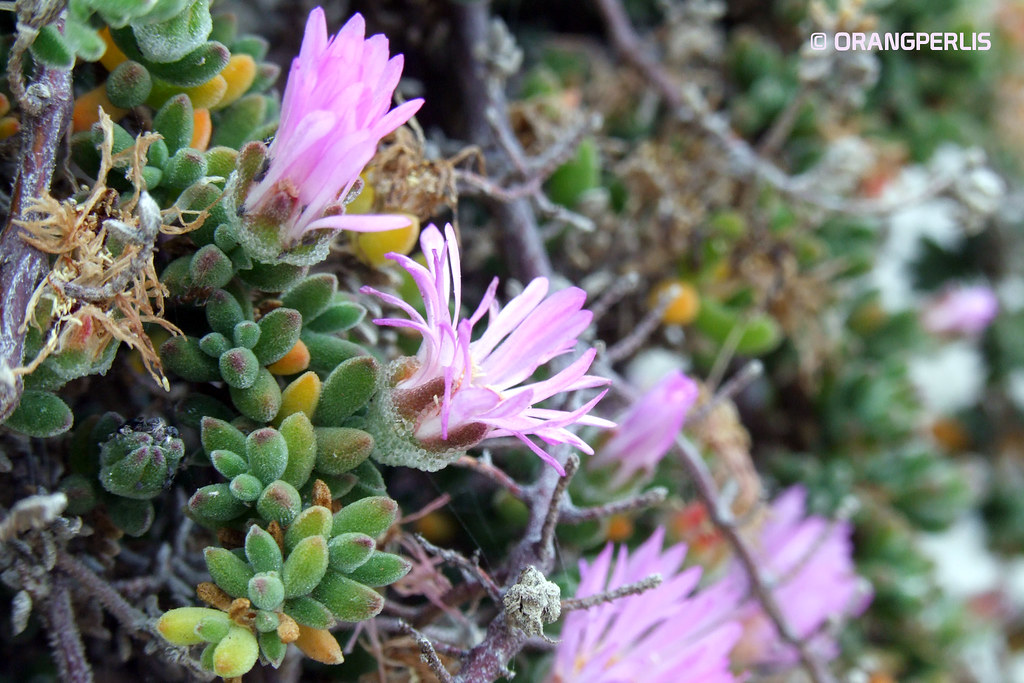 Beach flower, Huntington Beach, California Beautiful pink… Flickr