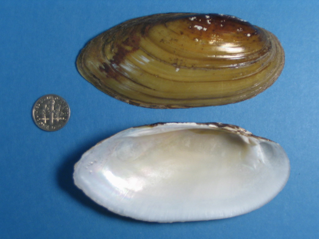 Lampsilis teres The mantle of this bivalves is shaped like… Flickr