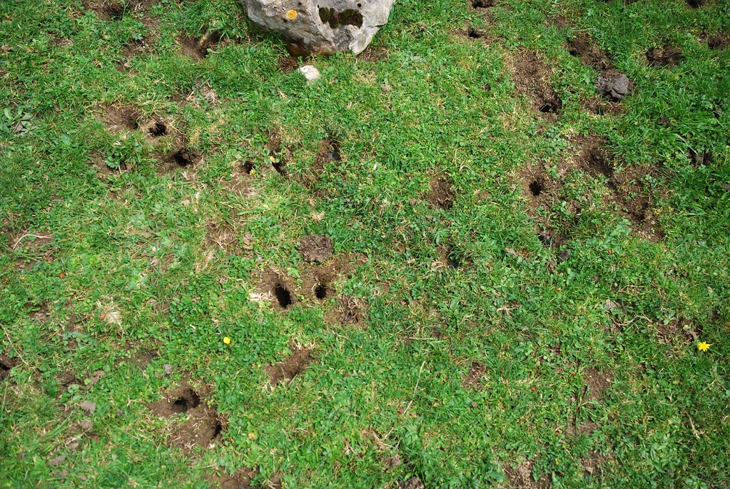 Mouse holes? MikeEye Flickr