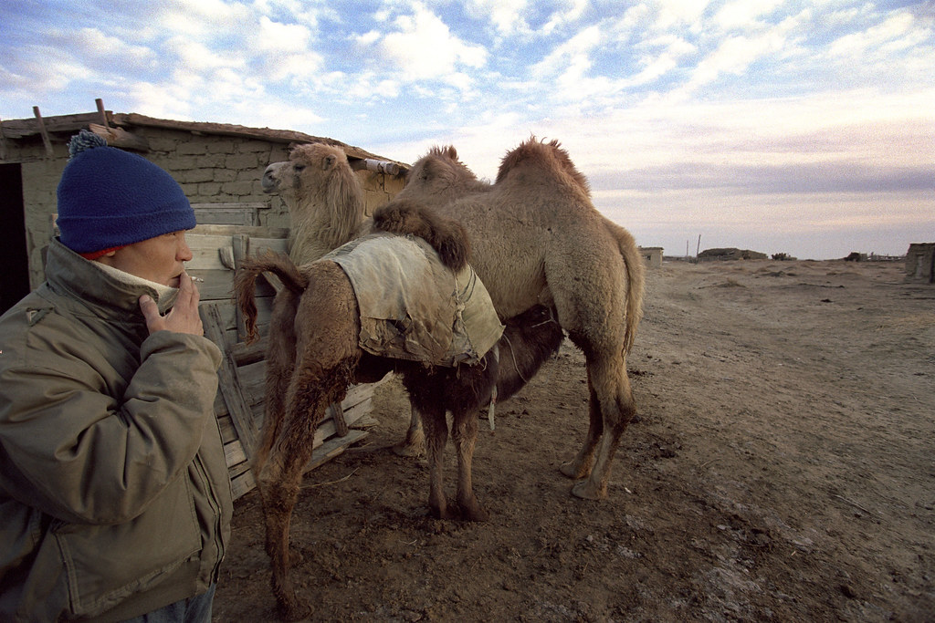 Aral Sea ARKIV 040227 Man beside a baby camel feeding of… Flickr
