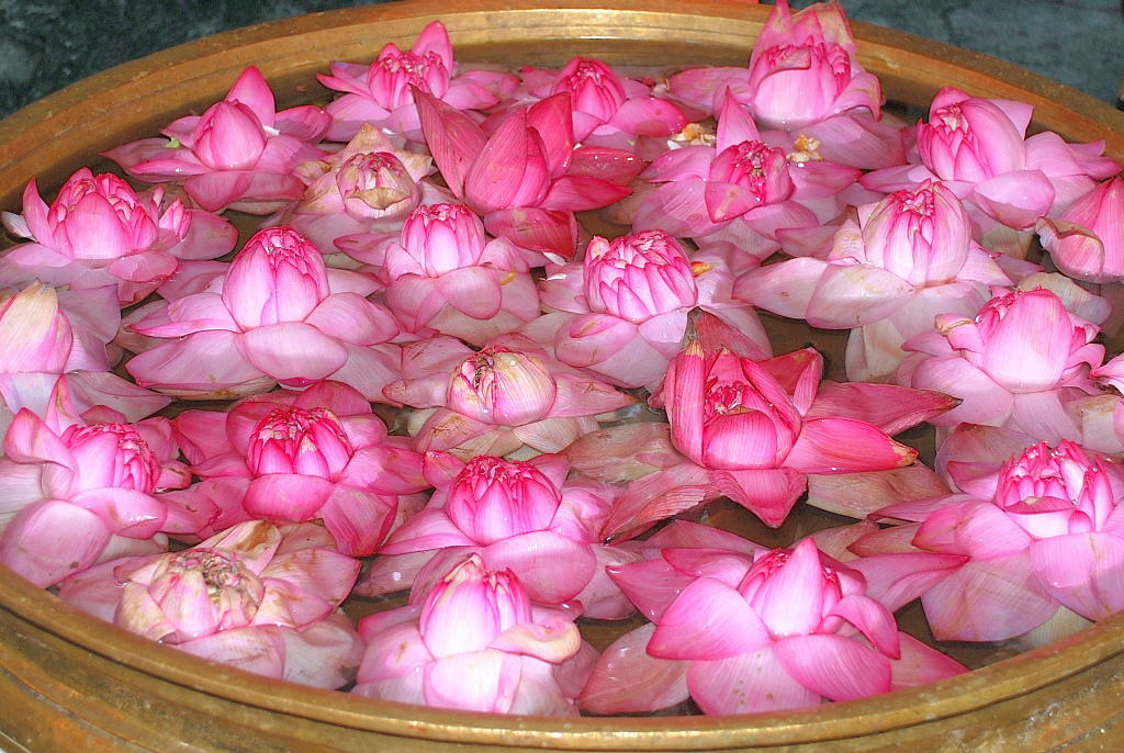 LOTuS The Good Bad Ugly lotsa lotus ! View Large Flickr