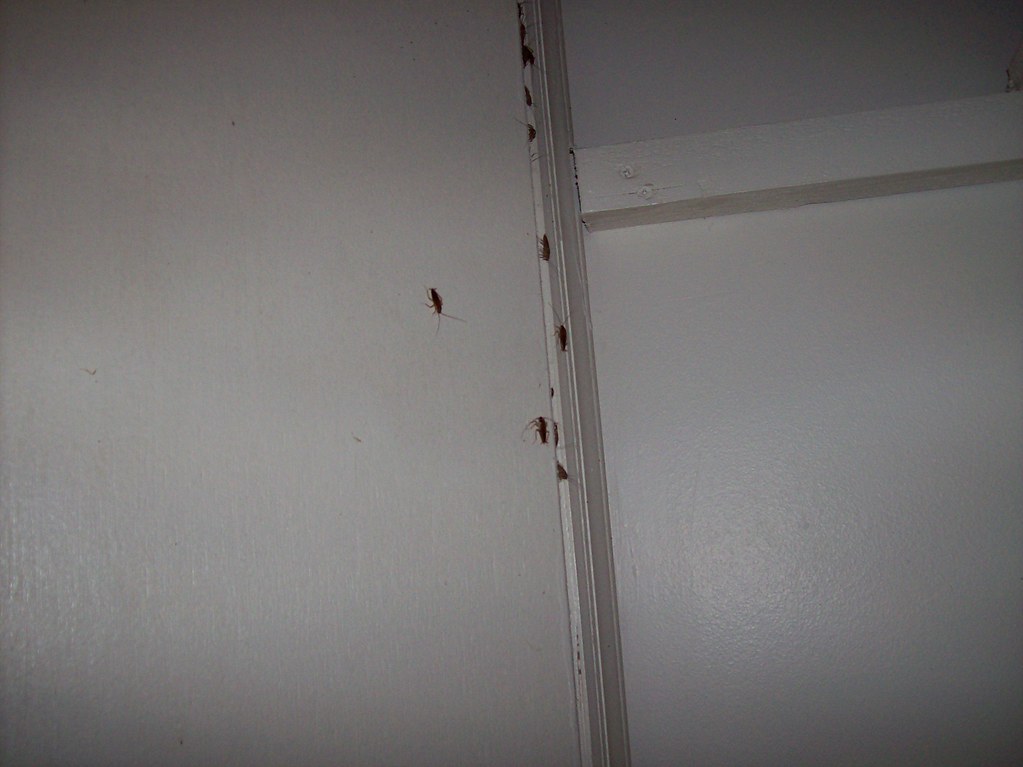 Roaches on wall German cochroaches on ceiling Kathy Flickr