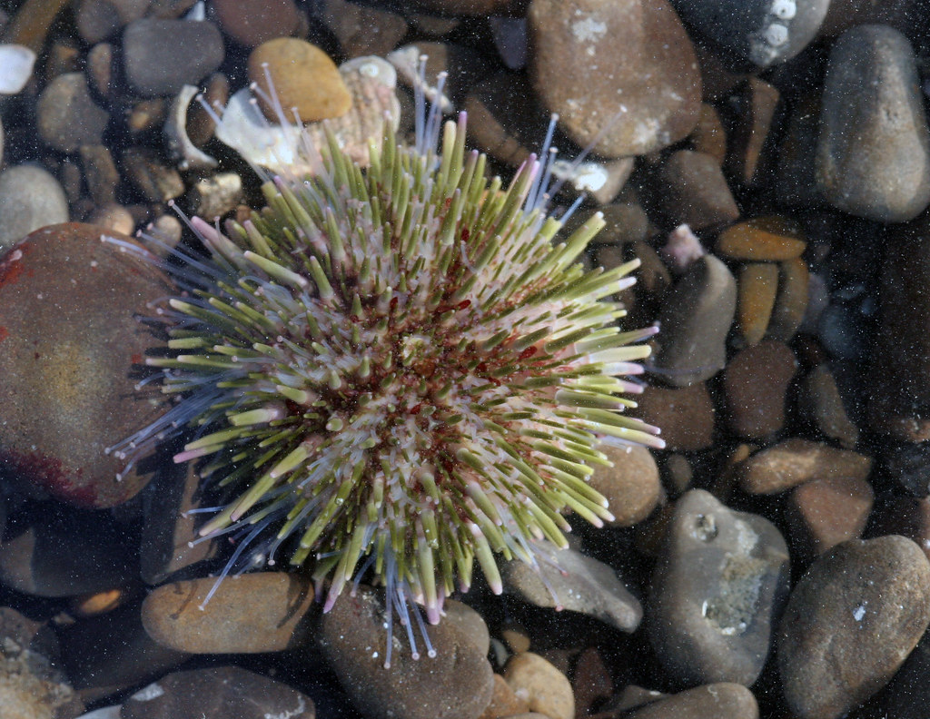 Purple Sea Urchin 1 Purple Sea Urchin (Stronglyocentrotu… Flickr