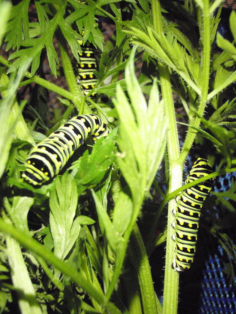 Black Swallowtail caterpillars on carrot tops(in butterfly… Flickr
