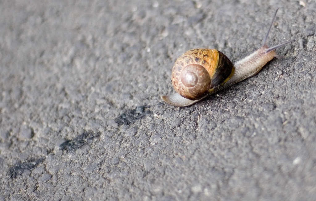 Learning.....At A Snails Pace! One of my first pics using … Flickr
