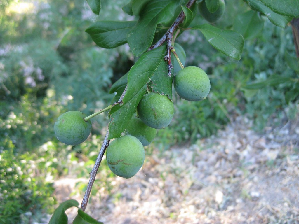 Baby satsumas Handwork Chronicles Flickr