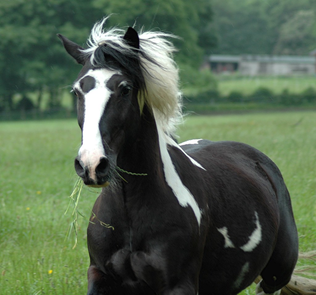 Badger Atherton Old Hall Farm John Harwood Flickr