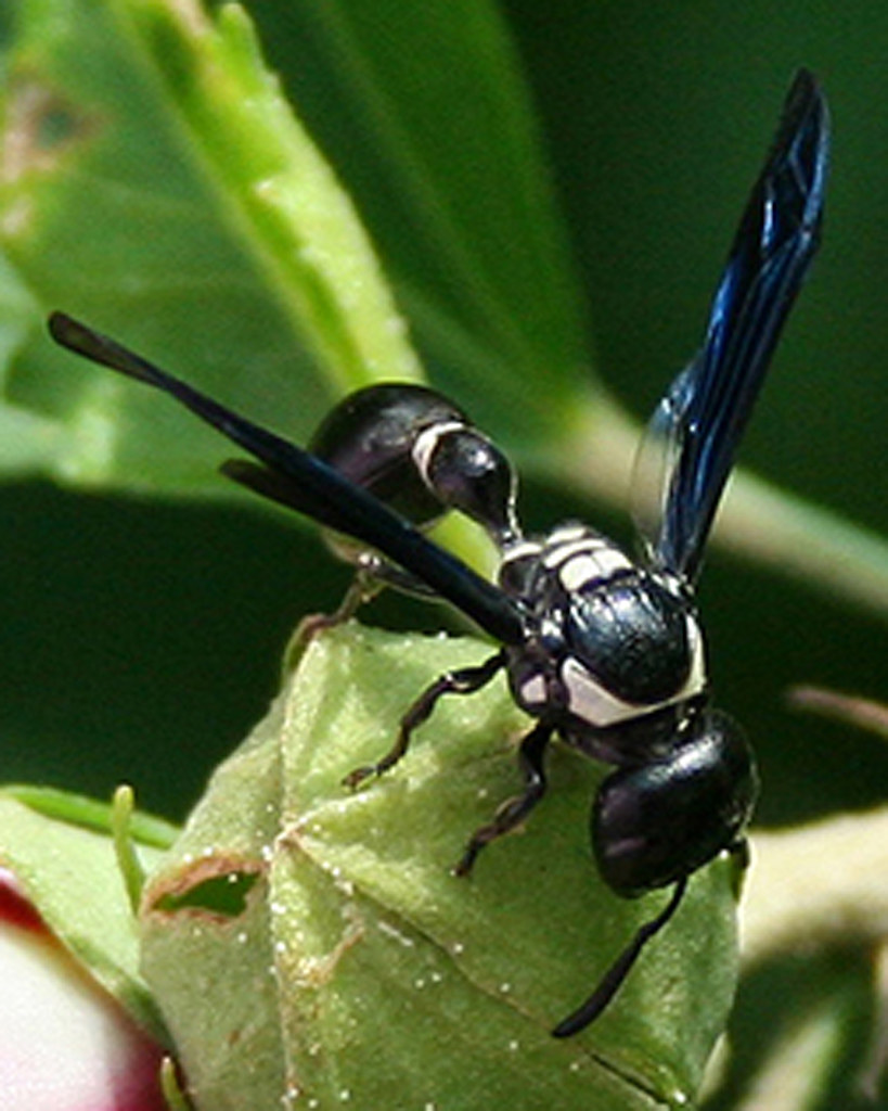 Blue Winged Wasp A wasp with yellow and black stripes and … Flickr