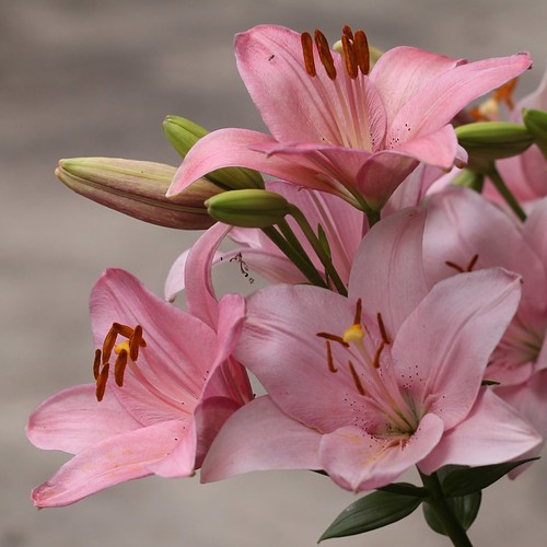 Pink lilies yard Canon EF 100mm f/2.8L Macro IS Wi… Flickr
