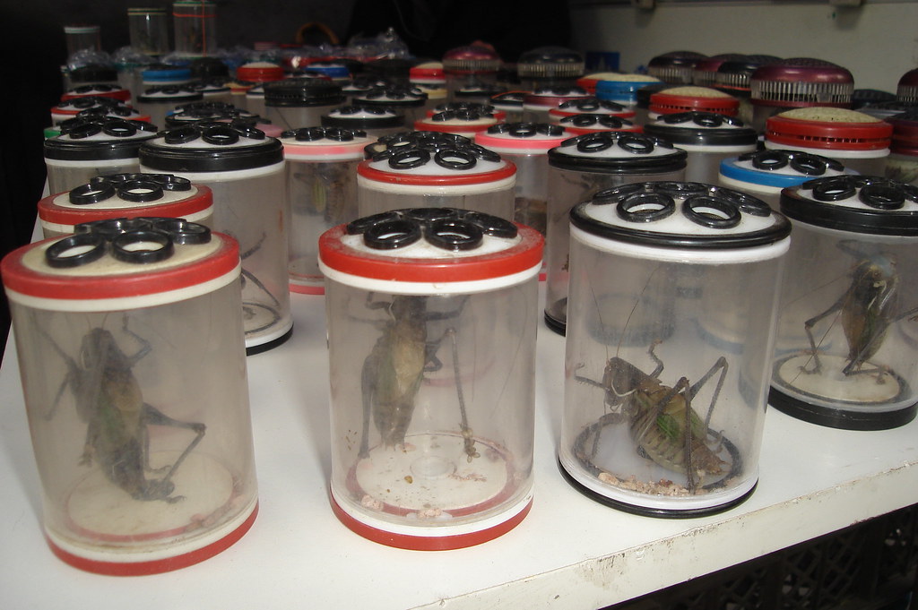 Cricket pets They sing and sing, and last about 6 months