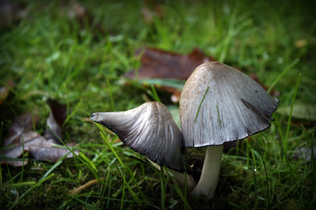 D292/365 | [P.A.M.] | Flickr