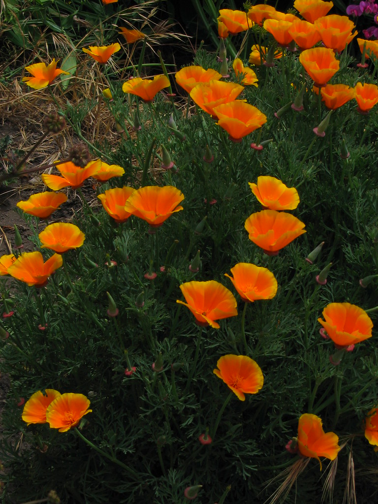 poppies Flora Victoria, BC nicholas_d nicholas demers Flickr
