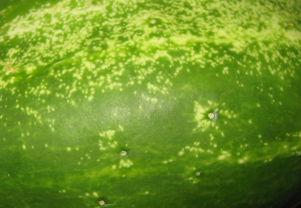 cucumber skin. july 28, 2007. williamsburg csa veggie shar