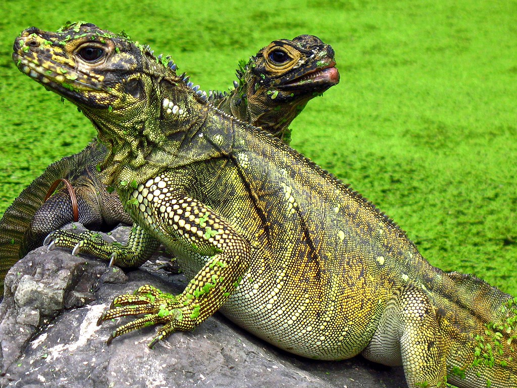 Water Dragons "I now pronounce you Iguana and wife