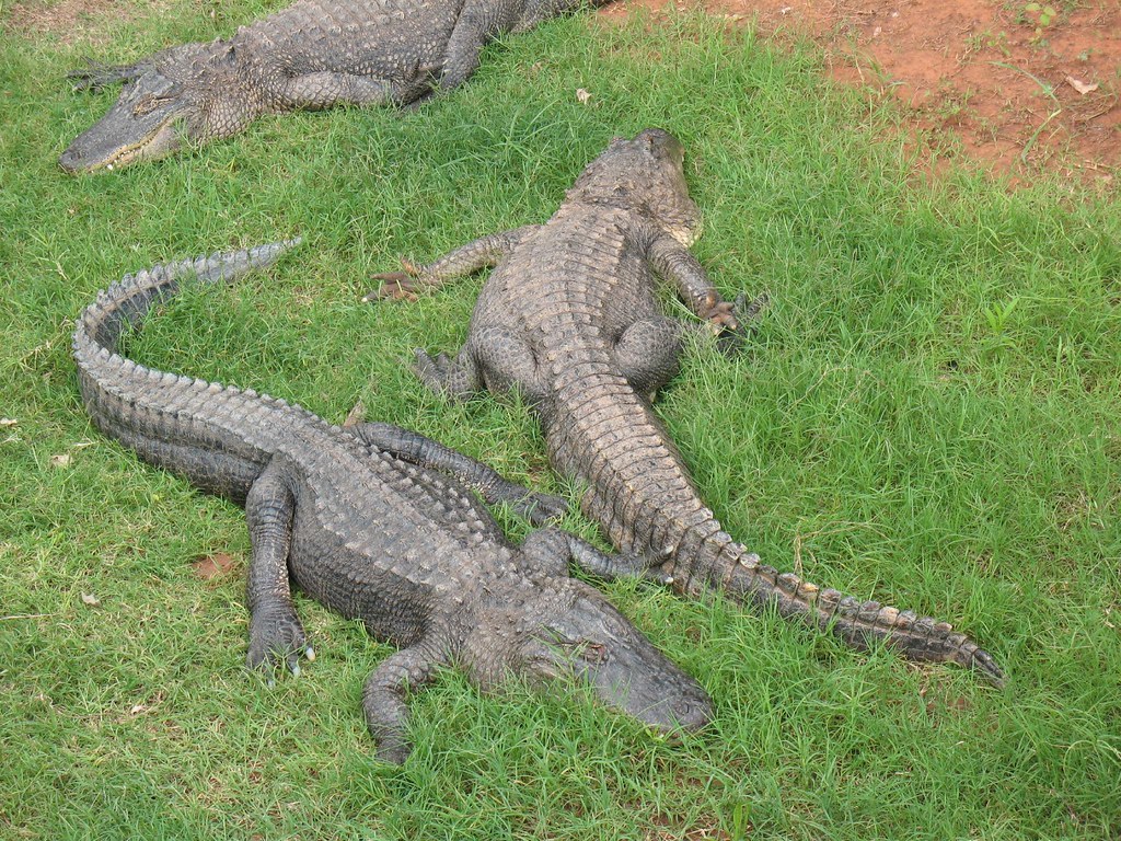 American Alligators 2 Shot at OKC Zoo on the Oklahoma Trai… Flickr