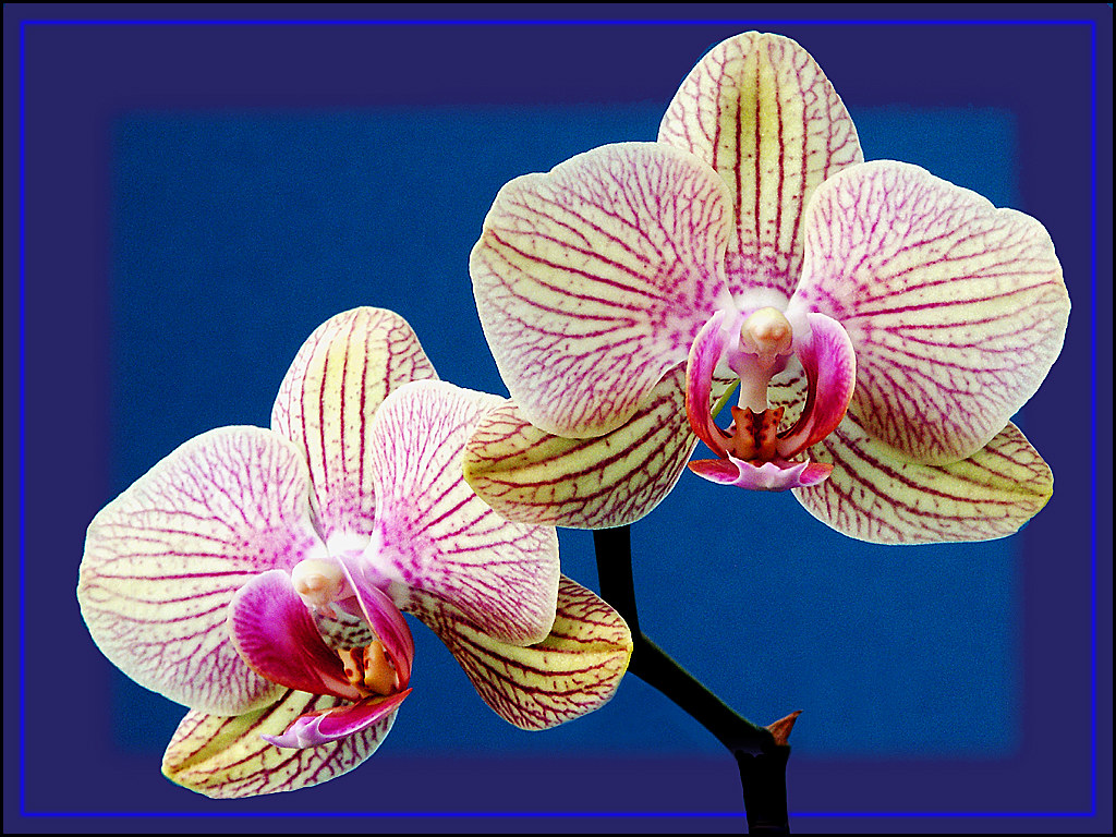 ORCHID BLOOMS by peter laws A macro of these beautiful orc… Flickr