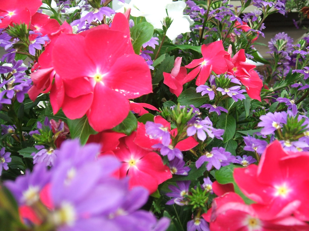 Flowers at the Nursery Leesburg Animal Park, Leesburg, VA Flickr