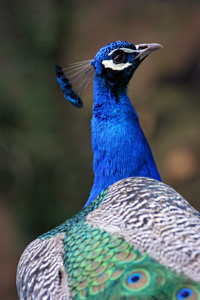 Holo Peacock 37 Orford Mill , Tottington, Devon Frank Darnell