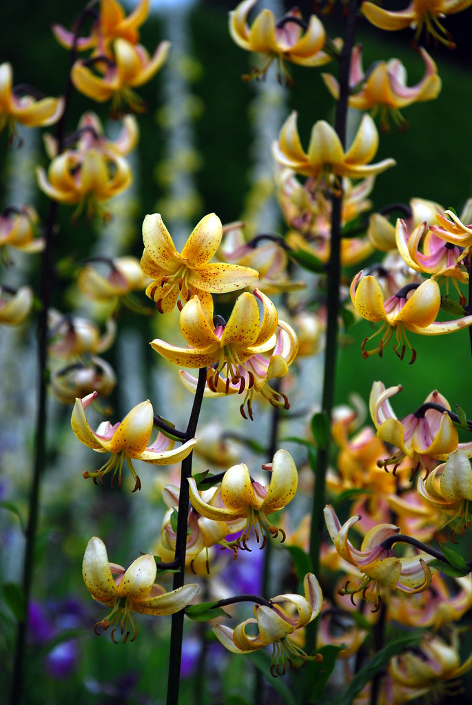 Droopy Flowers Tamara Polajnar Flickr