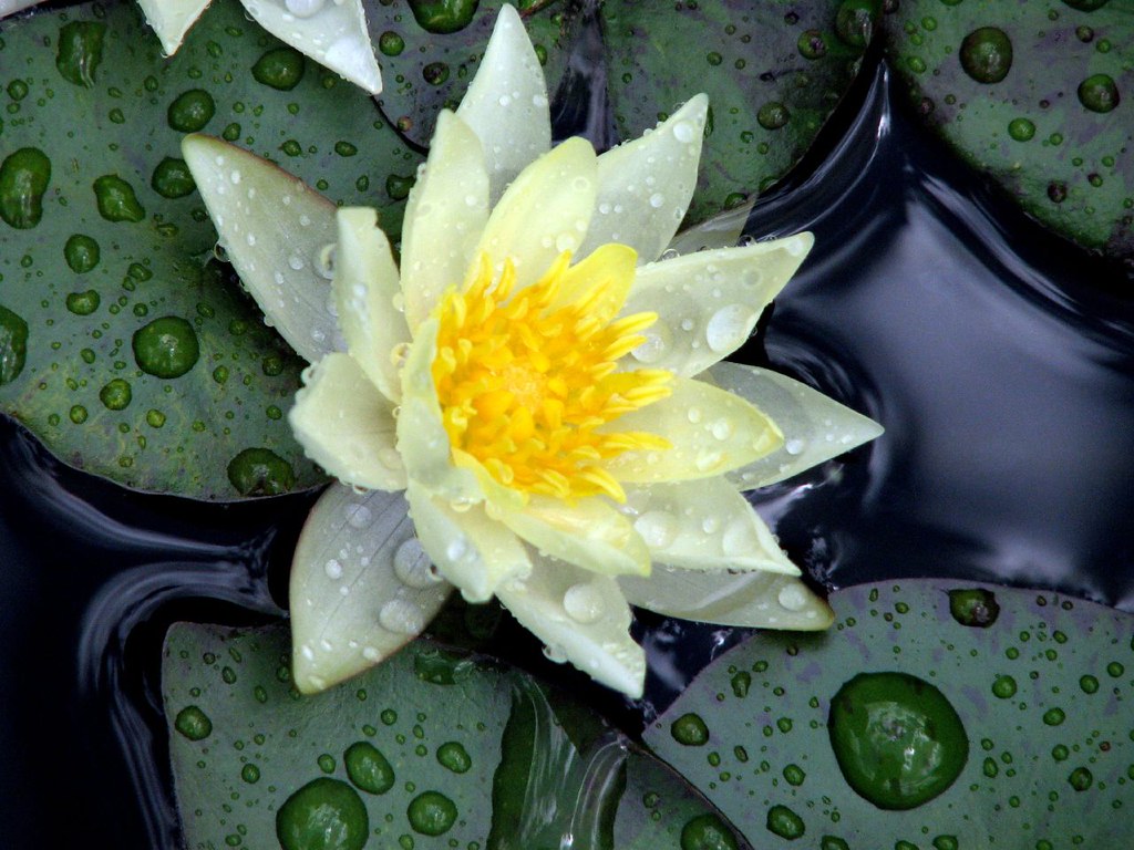 White Lily Big Mango Trading Company grounds, Dallas, TX Jaci