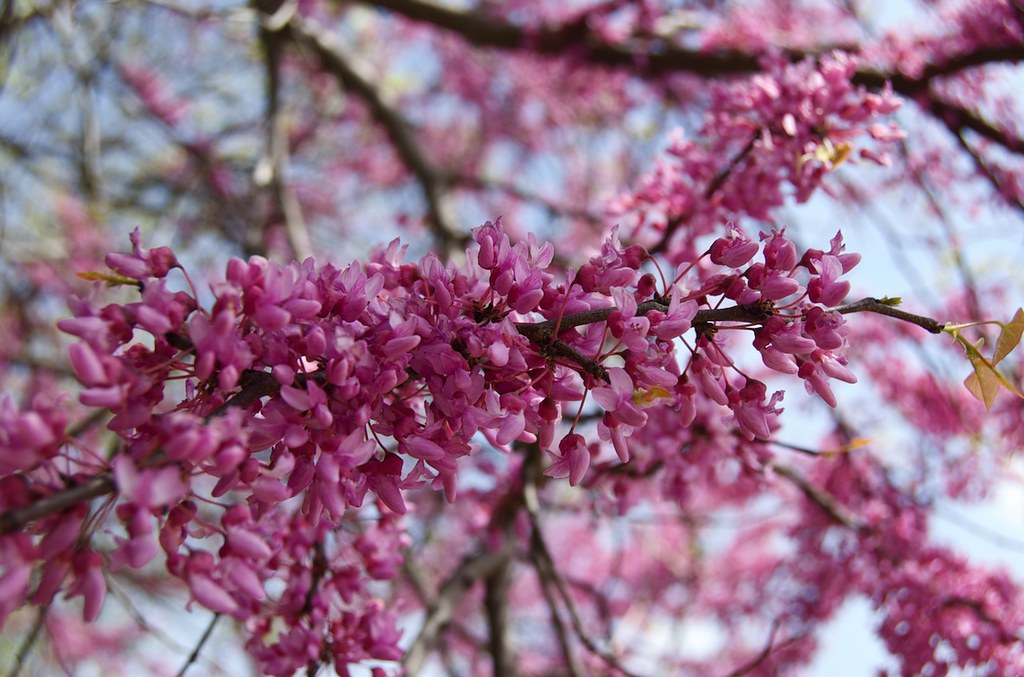 Redbud Blooming Redbud at McKinley Woods in Channahon, IL.… Flickr