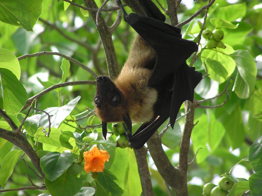 Maldives fruit bat Fruit bats outnumbered the birds on K… Hugh