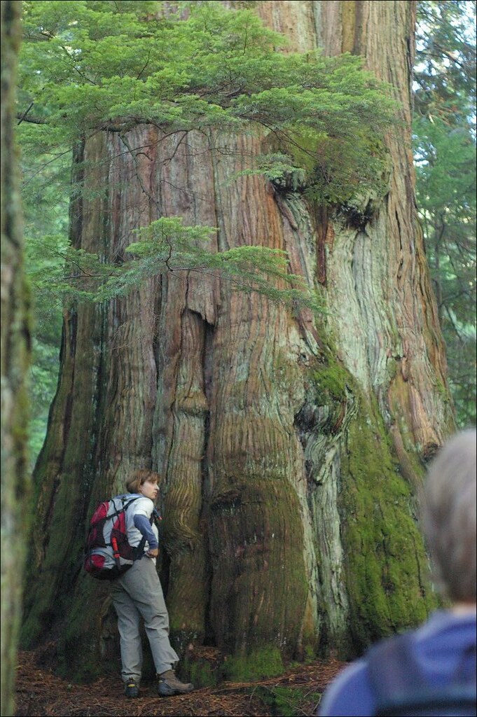 Big Trees Hike Big Tree Hike on Vancouver's North Shore wi… Flickr