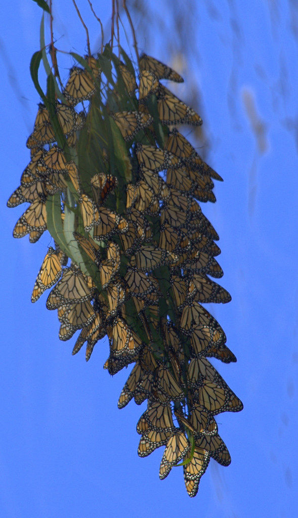Overwintering Cluster Monarch butterflies cluster together… Flickr