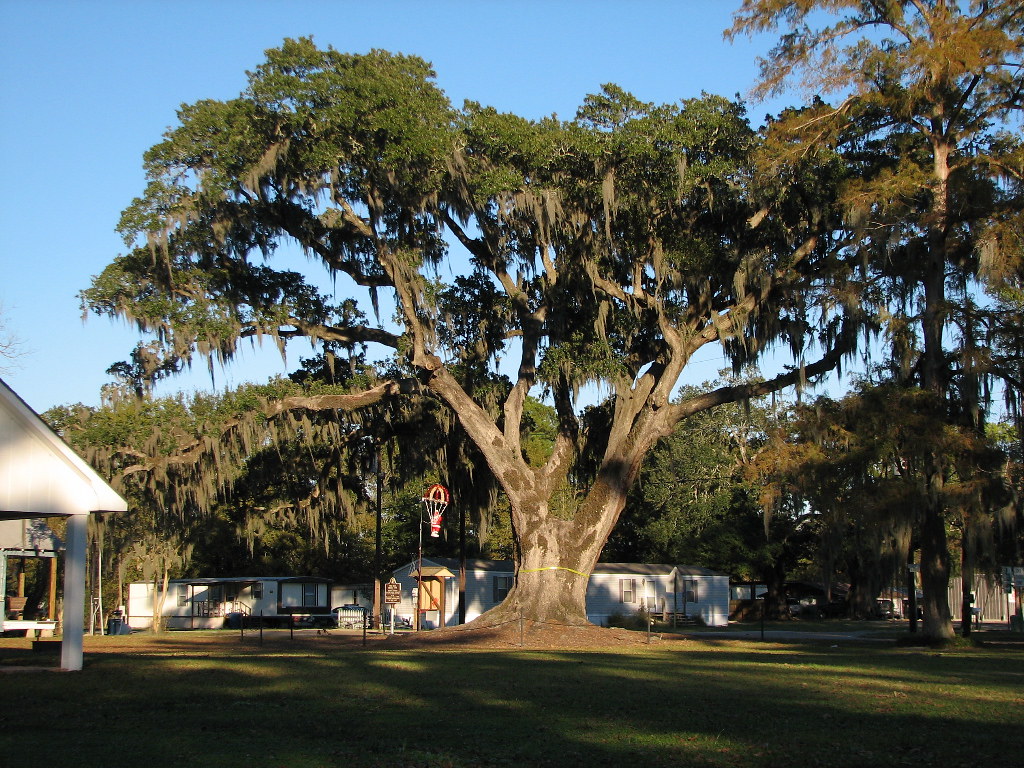 Back Brusly Oak Marker says THE BACK BRUSLY* OAK Member L… Flickr