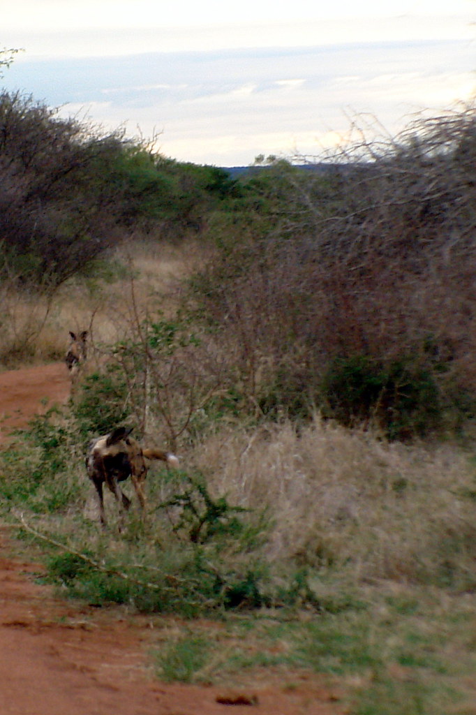 African Wolves The African Wild Dogs hadn't been spotted i… Flickr