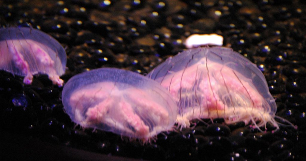 Flower Hat Jellies A jelly can grow or shrink according to… Flickr