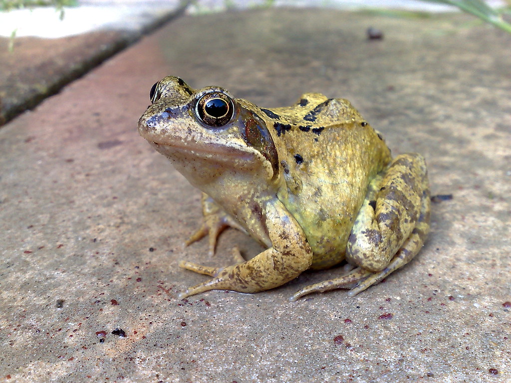 Garden Frog A frog I found in my Garden! horshamite2006 Flickr