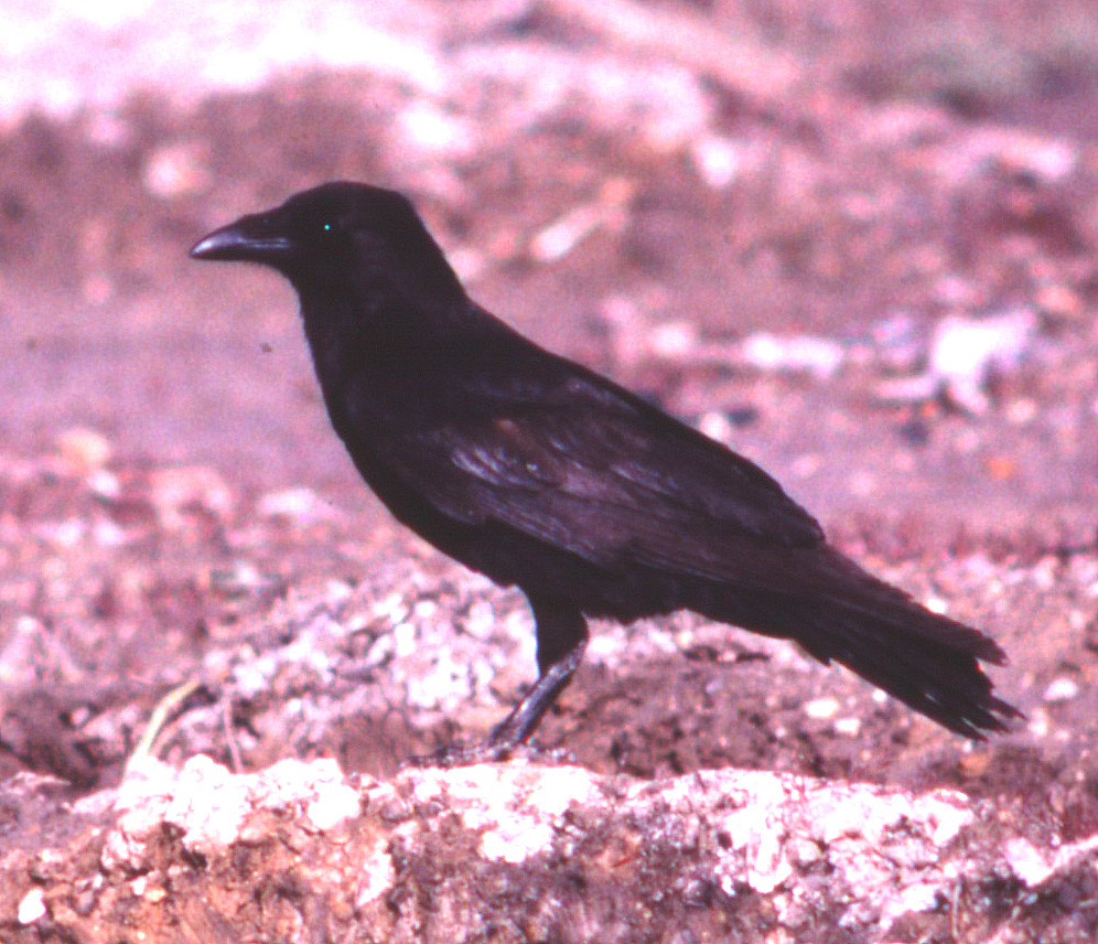 MxCr_72616a.jpg Mexican Crow at the dump at Brownsville, … Flickr