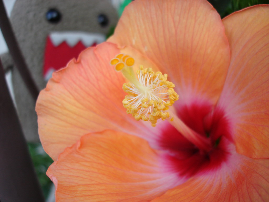 Day 120 Hibiscus OK, I'll admit that I really took this … Flickr